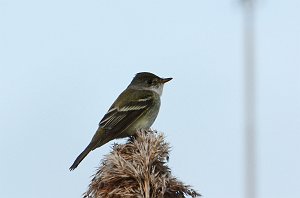 Flycatcher, Willow, 2016-05189867 Broad Meadow Brook, MA